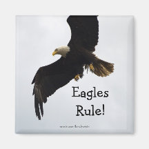 Weißkopfseeadler-Magnet Kühlschrankmagnete