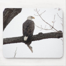 Weißkopfseeadler Mousepads