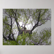 Weißkopfseeadler - Plakat