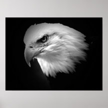 Weißkopfseeadler-Plakat-Druck-Eagles-Plakate BWs a