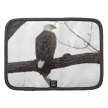 Weißkopfseeadler Planer
