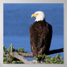 Weißkopfseeadler Plakate