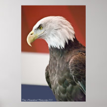 Weißkopfseeadler Plakate