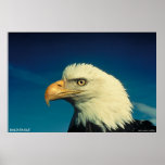 Weißkopfseeadler Poster