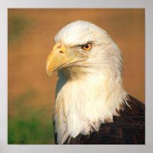 Weißkopfseeadler Posterdrucke