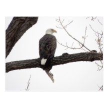 Weißkopfseeadler Postkarte