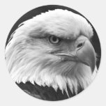 Weißkopfseeadler Runder Aufkleber