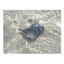 Welle-Gewaschener schwarzer TritonshornSeashell Postkarten