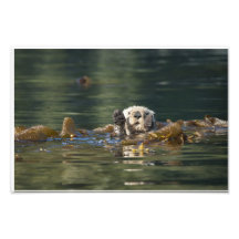 Wellenartig bewegender Otter Foto Drucke
