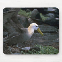 Wellenartig bewegter Albatros bereit zu fliegen Mousepads