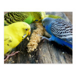 Wellensittiche (Melopsittacus undulatus) Postkarte