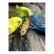 Wellensittiche (Melopsittacus undulatus) Postkarte