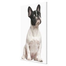 Welpe der französischen Bulldogge (5 Monate alte) Gespannter Galerie Druck