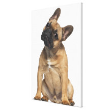 Welpe der französischen Bulldogge (7 Monate alte) Galerie Falt Leinwand