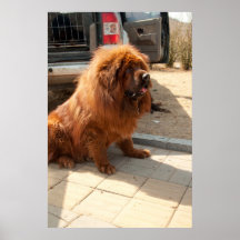 Welpe des tibetanischen Mastiff Plakatdrucke