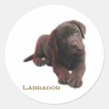 Welpen-Labrador Stickers