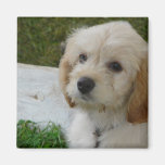 Welpen-Liebe - niedliches MaltiPoo Hundefoto Magnete