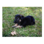 Welpen-Postkarte