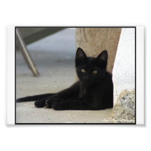 Wenig Blackie Photographien