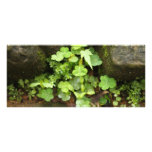 Wenig Grüntöne Werbekarte