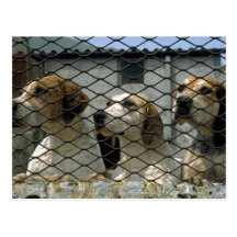 Wensleydale Foxhounds in den Hundehütten, Yorkshir Postkarten