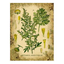Wermut-botanische Collage Postkarte