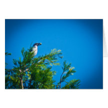 Western Scheuern-Jay #1 Grußkarten