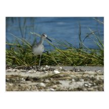 "Western" Willet Postkarte