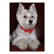 Westhochland Terrier Grußkarte