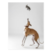Whippet mit einem Spielzeug Postkarten