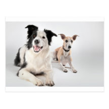 Whippet mit einer Border-Collie Postkarten