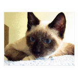 Whisky der Snowshoe Postkarte