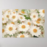 white dahlias poster
