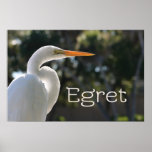 White Egret text backlit looking right against Posters