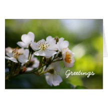 whiteRoses Grußkarten