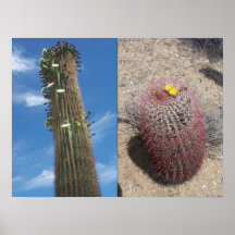Whitetanks Arizona Saguaro und Fass-Kaktus Plakatdruck