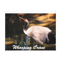 Whooping Kran-Foto eingewickelte Leinwand Gespannter Galerie Druck