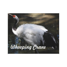 Whooping Kran-Foto eingewickelte Leinwand Gespannte Galeriedrucke