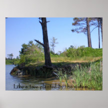 Wie ein Baum… Posterdrucke