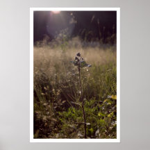Wiese Posters