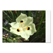 Wildblume Photographie
