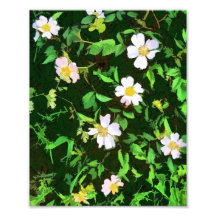 WILDBLUMEN KUNST FOTO