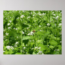 Wildblumen und eine Biene Posterdruck