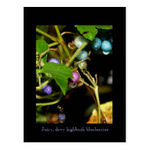 Wilde Blaubeeren Postkarte