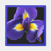 Wilde blaue Iris Magnete