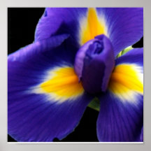 Wilde blaue Iris Poster