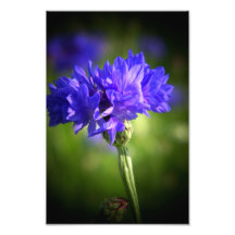 Wilde Blume Fotodruck