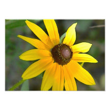 Wilde Blume Kunstfotos