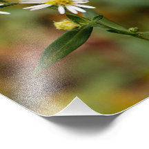 Wilde Blumen Photo