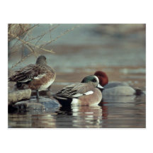 wilde Entenpostkarte des amerikanischen Wigeon